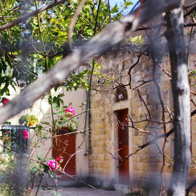 ورد و شوك 🌹 ضيعة 🏡🌹❤... . lebanon  beino  beinovillage  roses ... (Beïno, Liban-Nord, Lebanon)