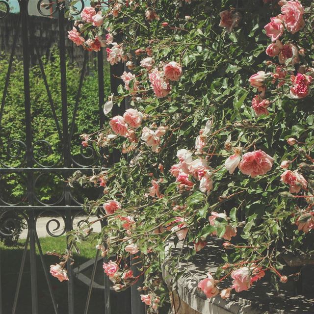 وردات بينو 🌹🍃🌹🍃🌹... lebanon  beino  beinovillage  rose  roses ... (Beïno, Liban-Nord, Lebanon)