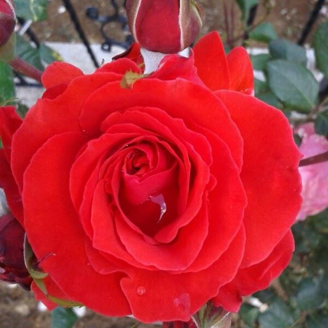ورود الدار  summer  rose  beautifullebanon  bzebdine  lebanon  morning ...