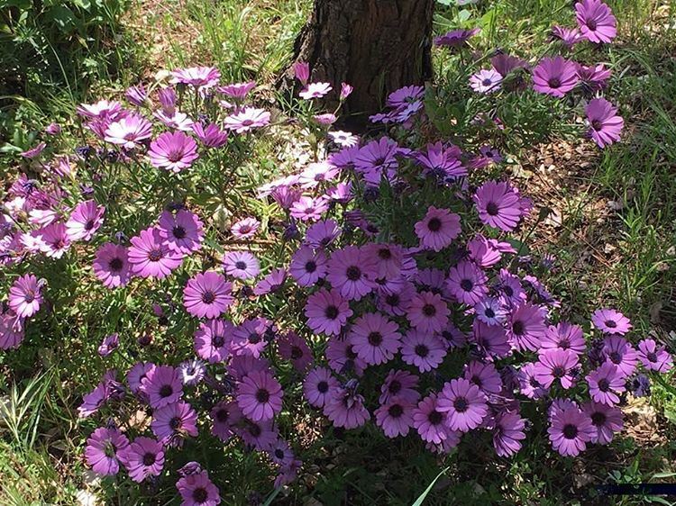 ورود الربيع (📸 لبنان 24) Lebanon  Spring  insta  purple  beirutn...