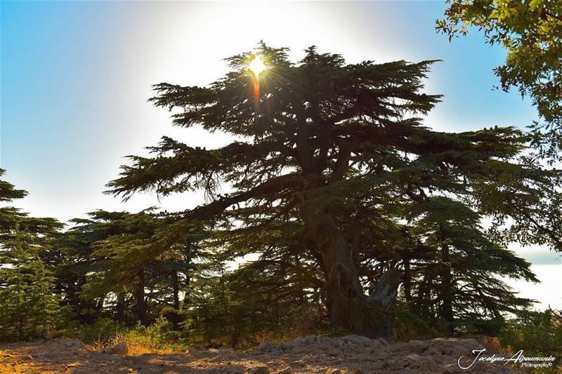 وطني يا حكاية...🇱🇧 happyindependenceday lebanon photooftheday arz... (Arz L Barouk)