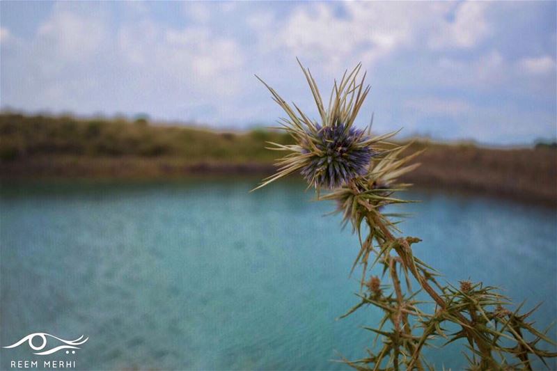 ولو زرعتم في دربي الشوكااهون علي ّ من احلام يحوطها التركاريم مرعي🌹... (فالوغا)