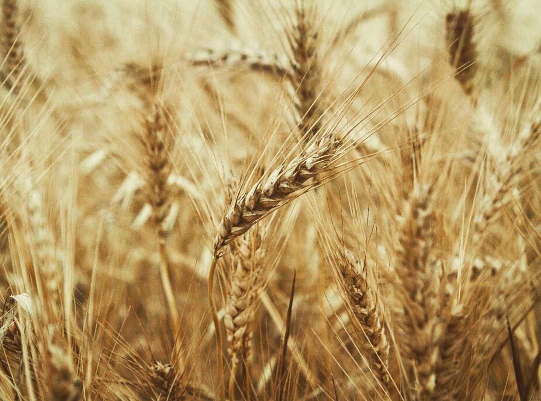 ومدهبة الكروم سنابل .. قمح 🌾🎵 قمح... wheat   gold  field  akkar ...