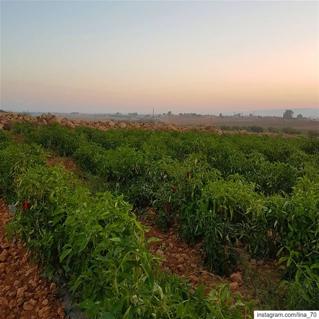 وهاأنذا أستطيع الحياة حتى آخر الشهر-درويش livelovelebanon❤️ ... (El Kaa, Béqaa, Lebanon)