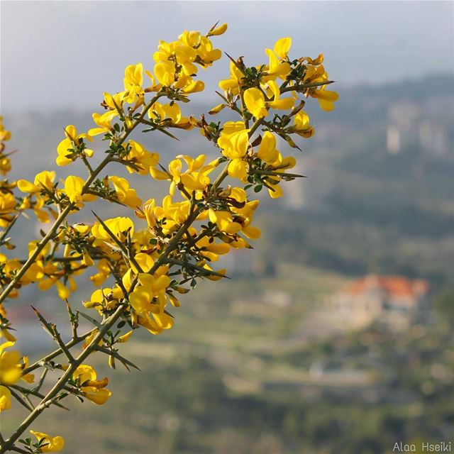 ويبقى الأمل..  lebanon  house  nature  flowers  april  yellow  canon ... (Baissour , Mount-Liban Lebanon)