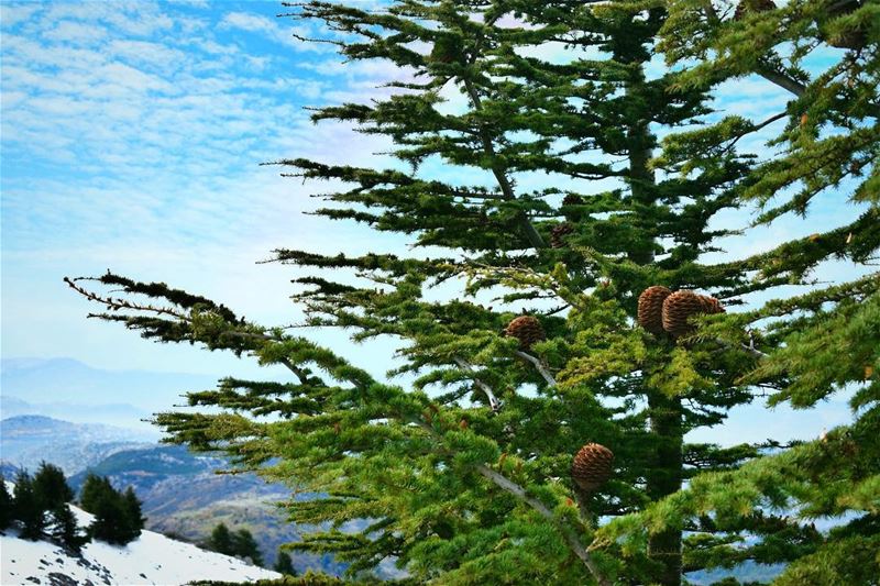 يا أرزة نبتت جذوراًغصناً أبياً في السماءويلوح في الأفق الضياءوالشمس تشرق (لبنان)
