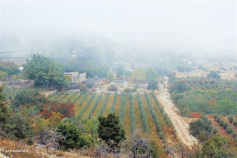 يا بيتنا الخلف الضباب  northlebanon  sirdenieh   lebanon  colorful ... (سير الضنية)