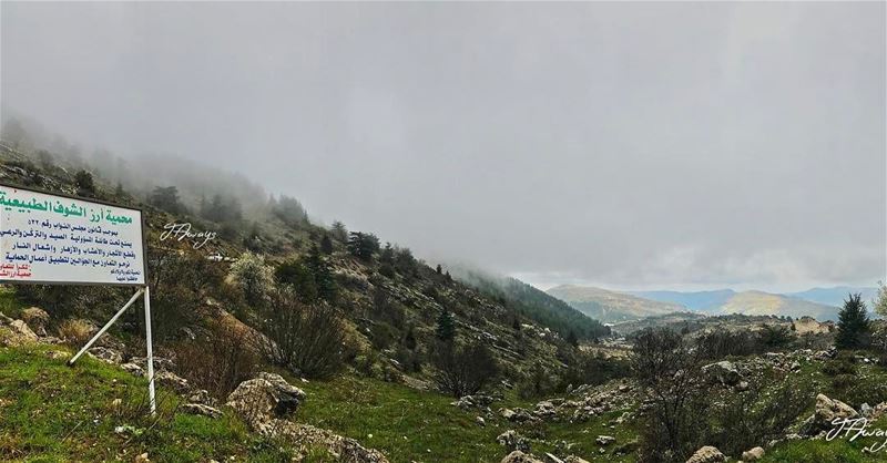 يا جبال بلاد يالخضرالوحي لوحي قباليتجدد عمري بنظرة من أرزك هالغالي... (Cedars Ground Campsite)