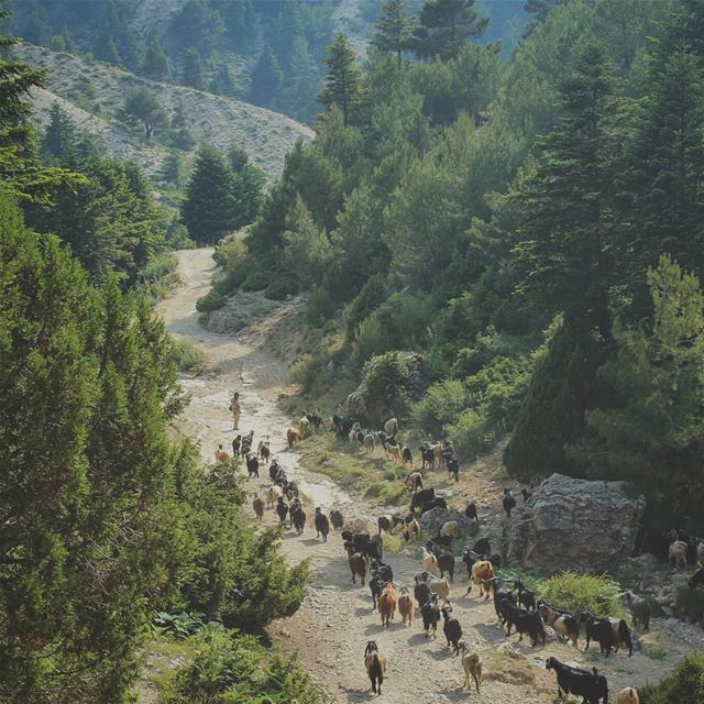 يا جبل .. البعيد ❤ عكار 🌲🍃🌳... friendship  nature  lebanon  akkar... (`Akkar, Liban-Nord, Lebanon)