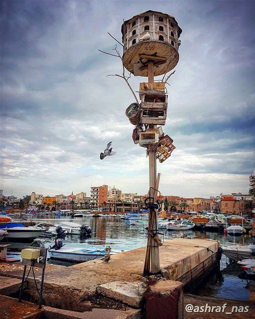 يا رايح صوب بلادي دخلك وصللي السلامبلغ أهلي وولادي مشتقلن رف الحمام...اسأ (Tyre Fishermen Port.)