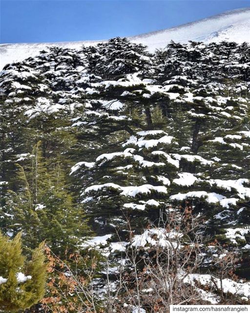 يا صغير وبالحقّ كبير يا بلدي 🇱🇧🌲❄️♥️🎼... (Cedars of God)