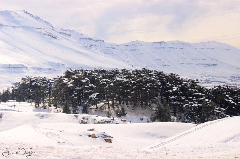 🇱🇧يا لبنان بحبك تا تخلص الدني... (The Cedars of Lebanon)