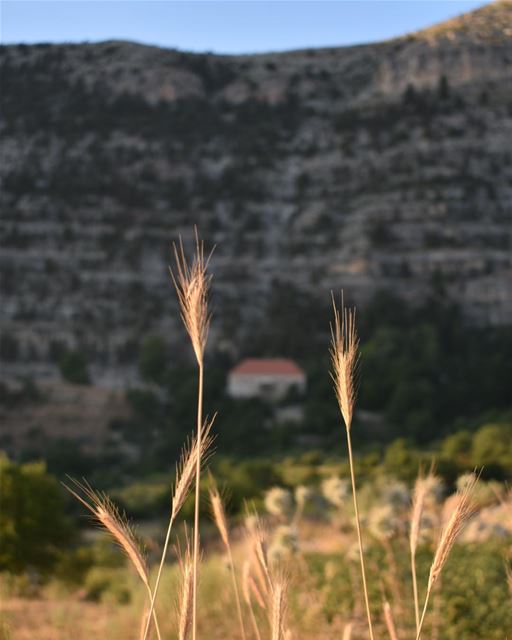 يا ليل إهدنيا حلوضلّك معيبحطّك بقلبيوين ما حلّيت ويا هالدّنيصوتي اسمع (Ehden, Lebanon)