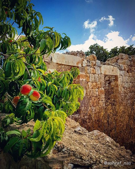 يا نسيم الريح قولي للرشالم يزدني الورد إلا عطشا...لي حبيب حبه وسط الحشاإ (Shama`, Liban-Sud, Lebanon)