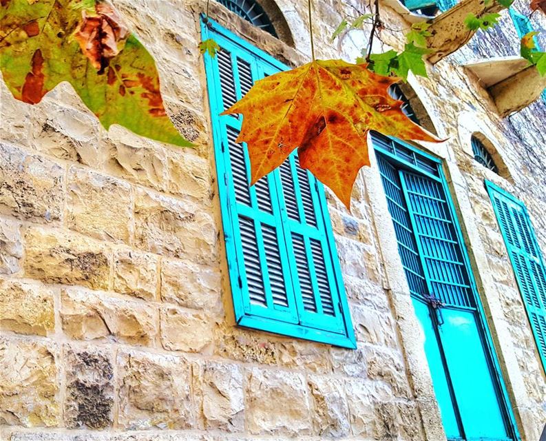 يا ورق الأصفر .. 🍂🍁 sawfar  livelovesawfar  winter  leaves  nature ...