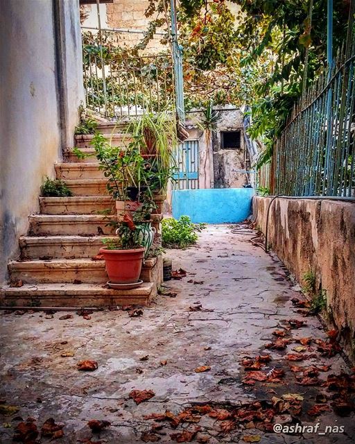 يا ورق الأصفر عم نكبر عم نكبرالطرقات البيوت عم تكبر عم تكبر...بتخلص الدني (Tyre, Lebanon)