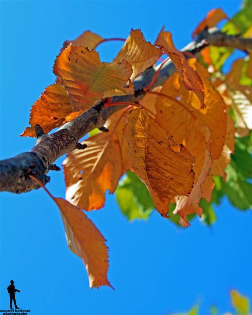 يا ورق الاصفر عم نكبر عم نكبر -فيروز- autum🍁🍂  yellowleaves  chouf...