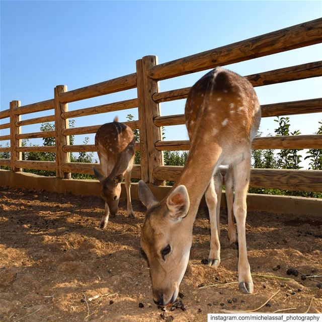 ... يابا من شردلي الغزالةسألت الزين اخذوها لوين؟ قالو هي هي شردت لاحالة.. (Behouaïta, Liban-Nord, Lebanon)