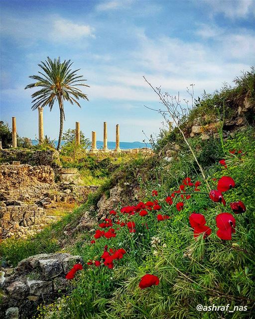 يسعد صباحك يا حلووعدك لنا لا تبدله...نبقى سوى ويبقى الهوىبقلوبنا صافي وح (Tyre, Lebanon)