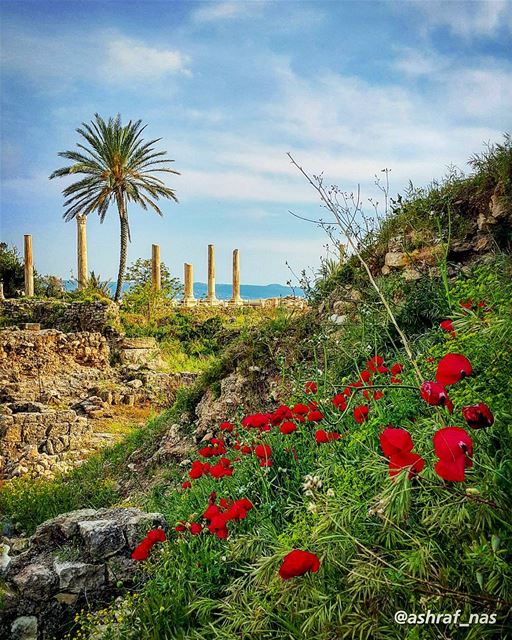 يسعد صباحك يا حلووعدك لنا لا تبدله...نبقى سوى ويبقى الهوىبقلوبنا صافي وح (Tyre, Lebanon)