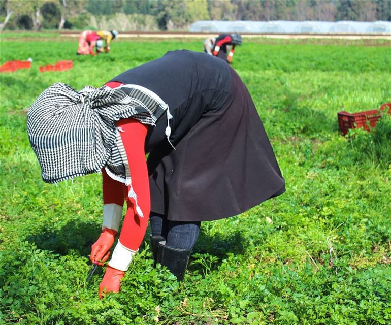 يلا بنا .. على باب الله يا صنايعية ..الحلوة دي 💚 سهل_عكار  بقدونس..... (`Akkar, Liban-Nord, Lebanon)