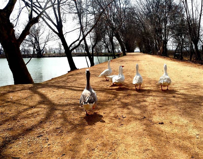 يلّا نتمَشّى و نتغَندر ؟ ........ insta_lebanon  livelovebekaa ... (Taanayel- Bekaa)