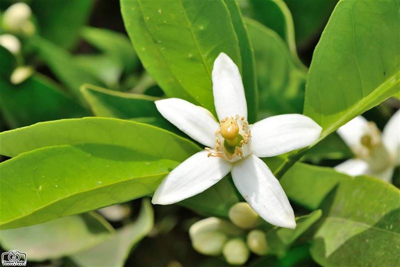 يوما ما سأصبح برتقالة ... orange  orangeblossom  blossom  nature  garden ...