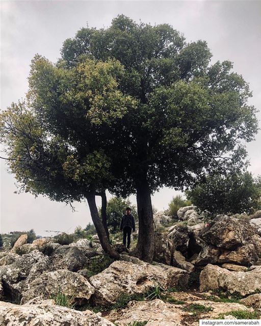 ٧ سنوات.......... birthday  boy  tree  nature  love  mountains ... (Batloun, Mont-Liban, Lebanon)