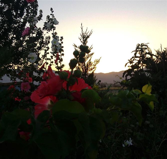  シAweSomeNesSツ 💜  aWeSoMeNeSs ☀ sunset  mountain  flowerslover myshot...
