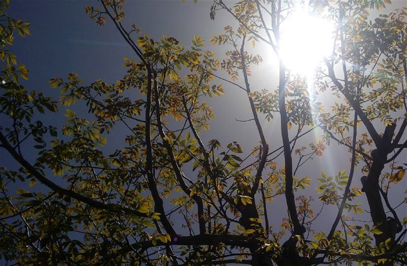  シAweSomeNesSツ   myshot.  sun  sky  photographer photography trees...