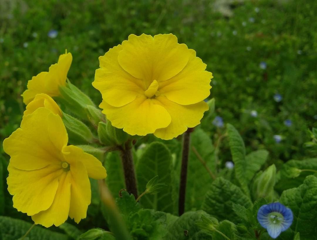  シAweSomeNesSツ photographer  noedit flower  mycapture  yellowflower ...