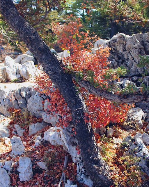 🍂♥️....... Lebanon  livelovelebanon  nature  photography  trees ... (Tannourine Mountain View)