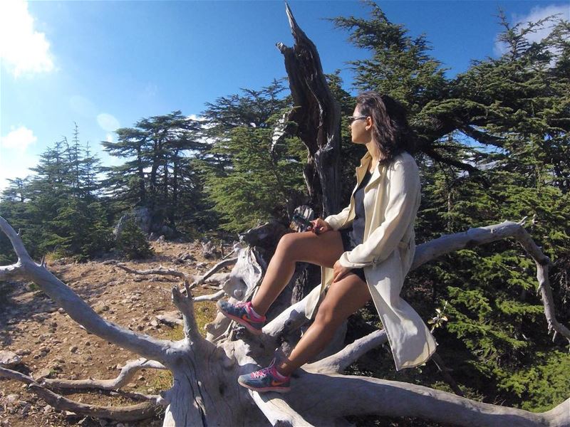 🌲☀️ mylebanon  livelovelebanon  livelovechouf  beautifuldestination ... (Al Shouf Cedar Nature Reserve)