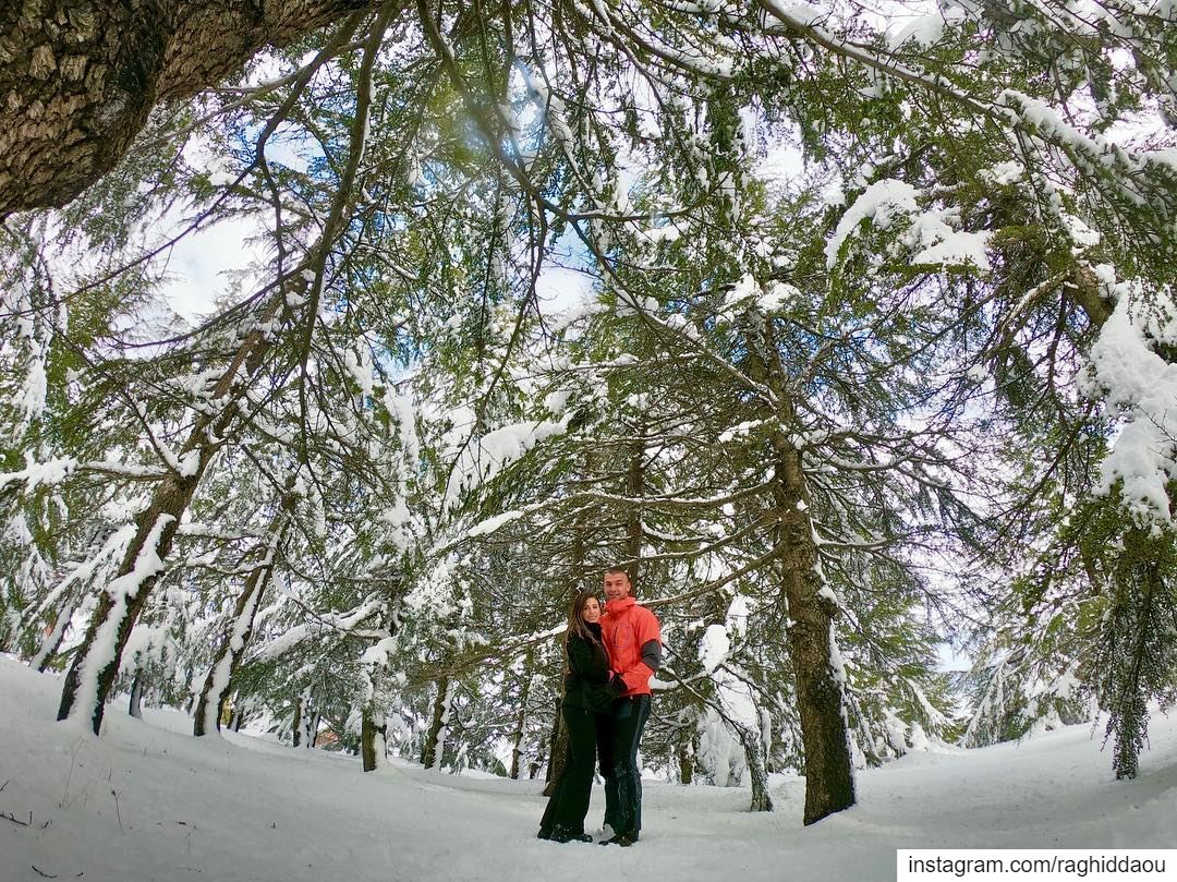 ❄️ ........ nature nature_good natureporn snow cedars... (El Laqloûq, Mont-Liban, Lebanon)