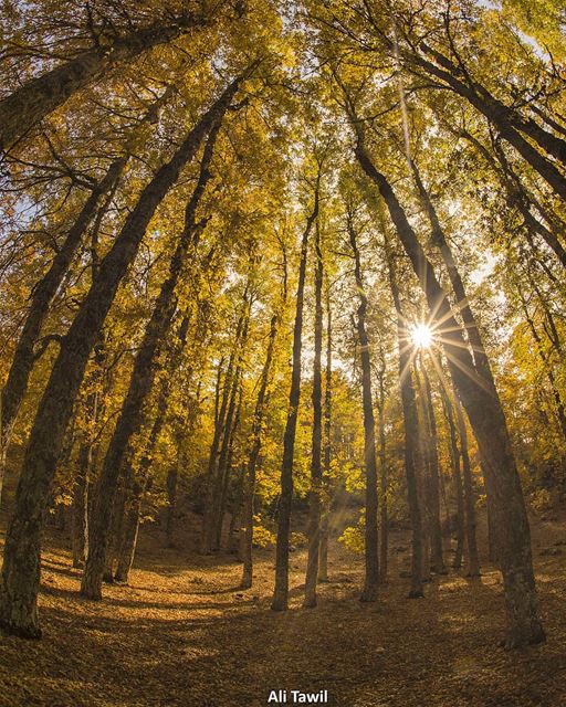 ☀️🍁🍁 nature  naturephotography  autumnseason  autumn  lebanon  leaves ... (El Qâmoûaa, Mont-Liban, Lebanon)