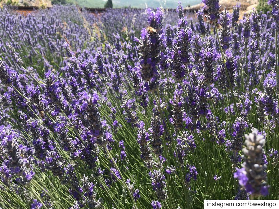 🍃☀️ Our local lavender makes our closet smell like a summer’s dream🌷🐝 (Ammiq Reserve)