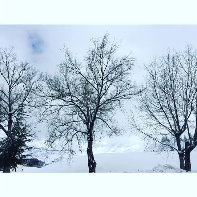 ❄️💙  snow  lebanon  lebanesebeauty  whatsuplebanon  livelovelebanon ...