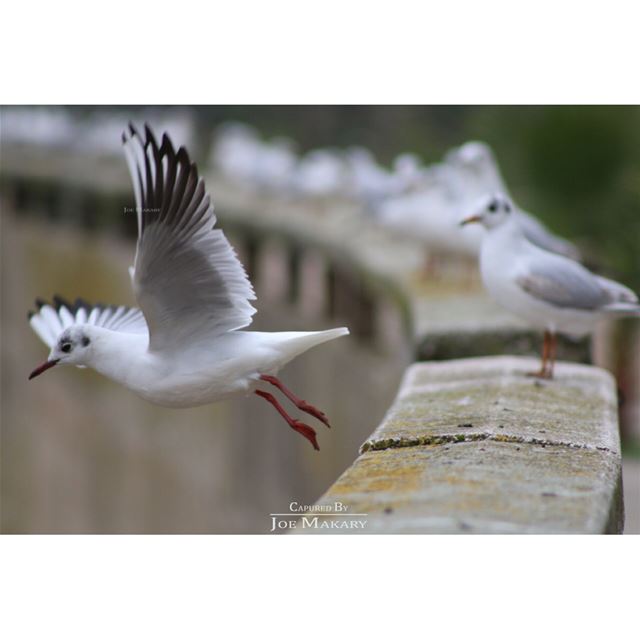➡️➡️ ig_animals  nature  naturephotography  livelovelebanon ...