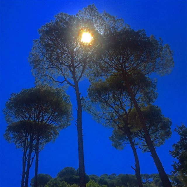 😍❤️🇱🇧😍❤️ Pine Tree 🌲 🌲 onlyfiliban  lebanon  lebanese  realview ... (Ed Douâr, Mont-Liban, Lebanon)