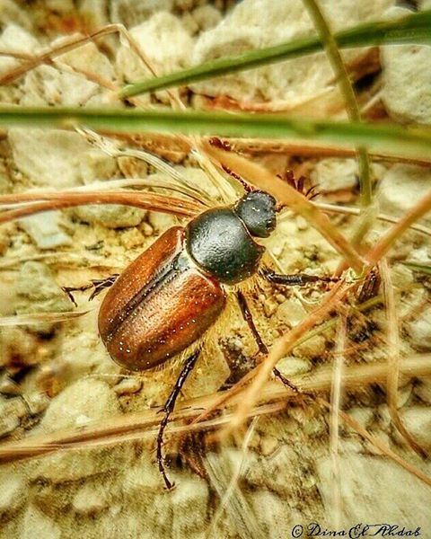 🕷️____ insects  macronature  macros  macro  animals  animalkingdom ... (Tannourine)