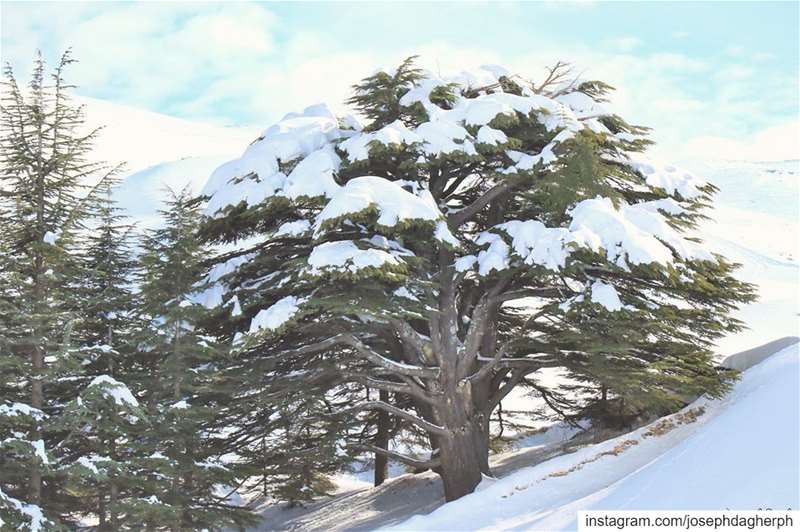 ❄️_______________________________________________________ JDPhotography ... (Cedars of God)