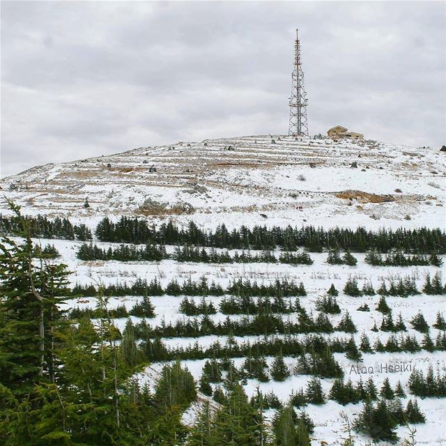 ❄️Hello December❄️ lebanon  winter  snow  christmas  frozen  freezing ... (Maaser El Shouf Cedar Reserve محمية ارز معاصر الشوف)