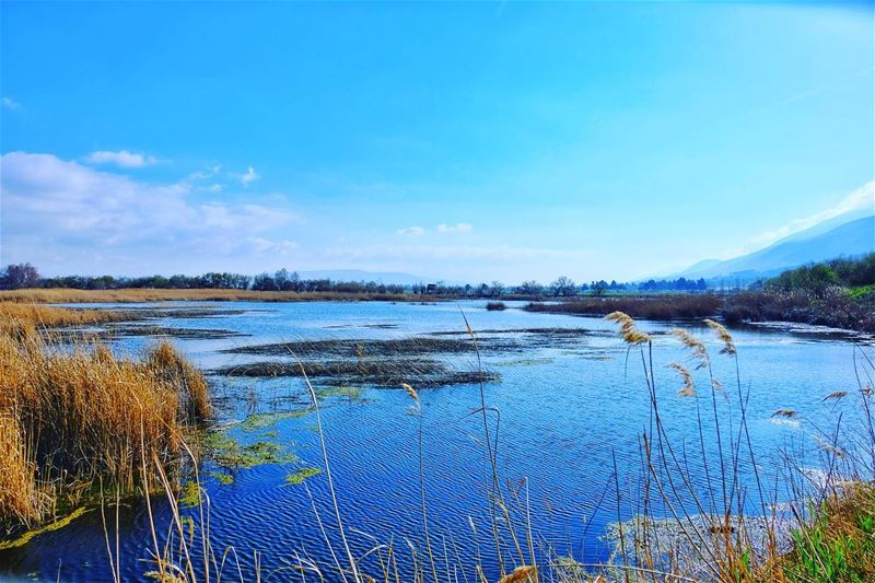⚠️Our hikes are back🙌🏼, it’s time to meet our wetlands (read the full... (`Ammiq, Béqaa, Lebanon)