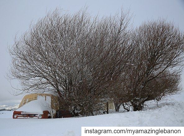 ❄️Snowed in❄️ a7labaladbil3alam 🇱🇧..... photo  love  photograph ...